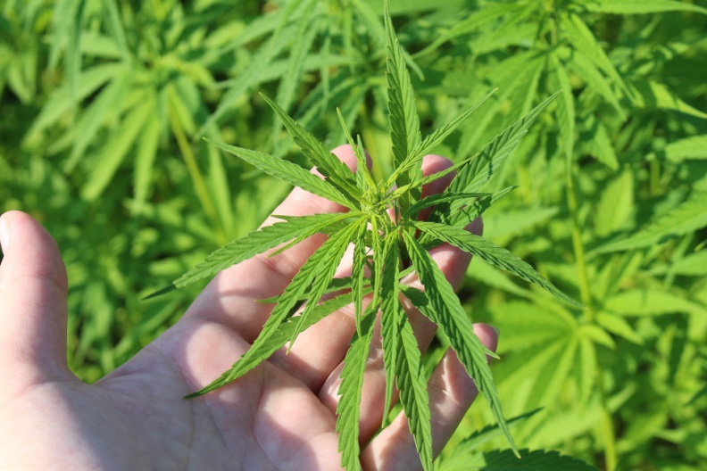 Thin long leaves of Sativa plant