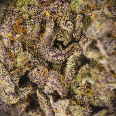 Island Sweet Skunk AA+ ZOOM