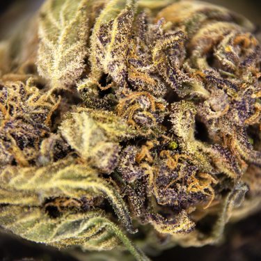 Platinum Girl Scout Cookies AA ZOOM