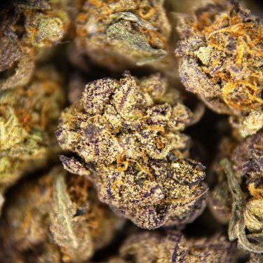 Red Congolese (popcorn) AA ZOOM
