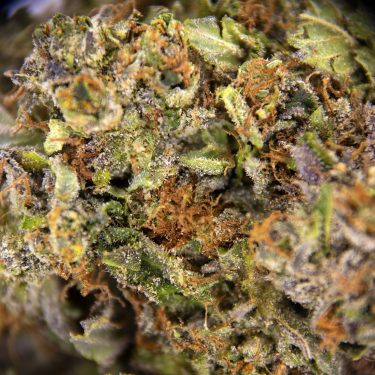 Rockstar Tuna AAA ZOOM
