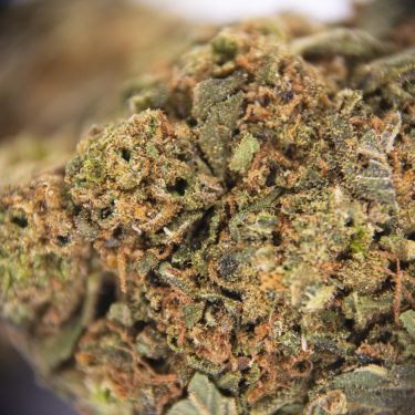 Silver Haze AA ZOOM