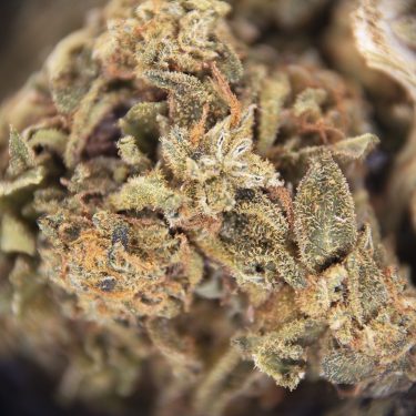 Sour Tangie AA copy