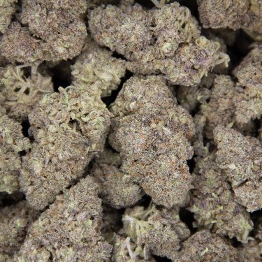 Purple Dog Poo AAA (1) copy BAG