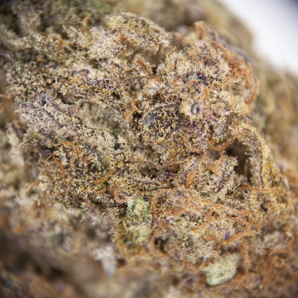 Zookies AAA (1) copy