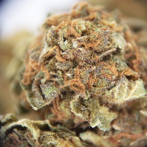 Alien Dawg (Medium) AA - Image 2