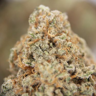 Dutch Treat (mediums) AA (1) copy