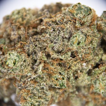 Gelato AA+ (1) copy