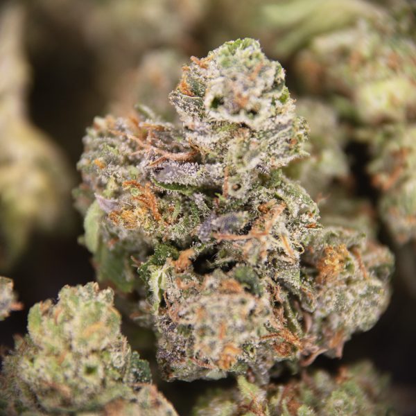 God's Bubba (popcorn) AA - Image 2