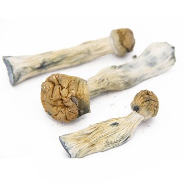 Golden Teachers