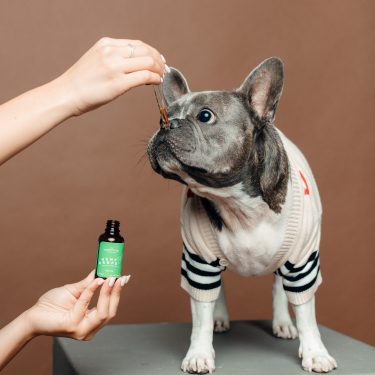 Pawsitive 300 with grey frenchie scaled 1 1.jpg