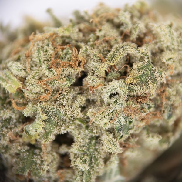 Sunset Sherbet AAA - Image 2