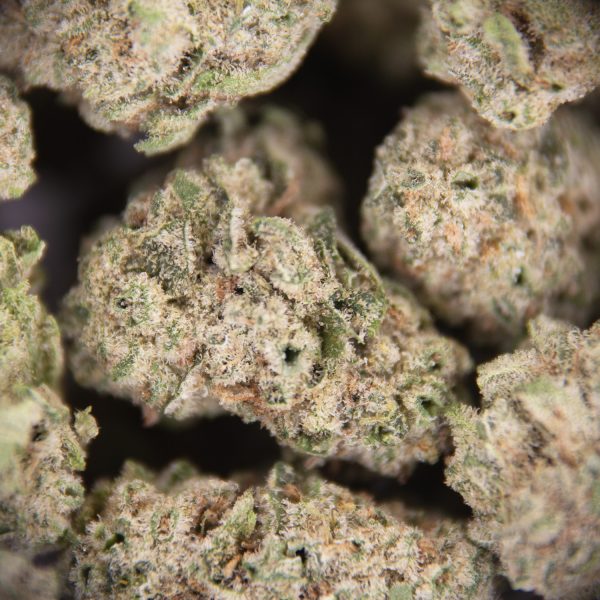 King Tut (Popcorn) AAA - Image 2