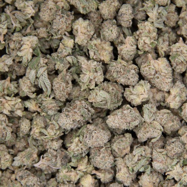 King Tut (Popcorn) AAA - Image 3