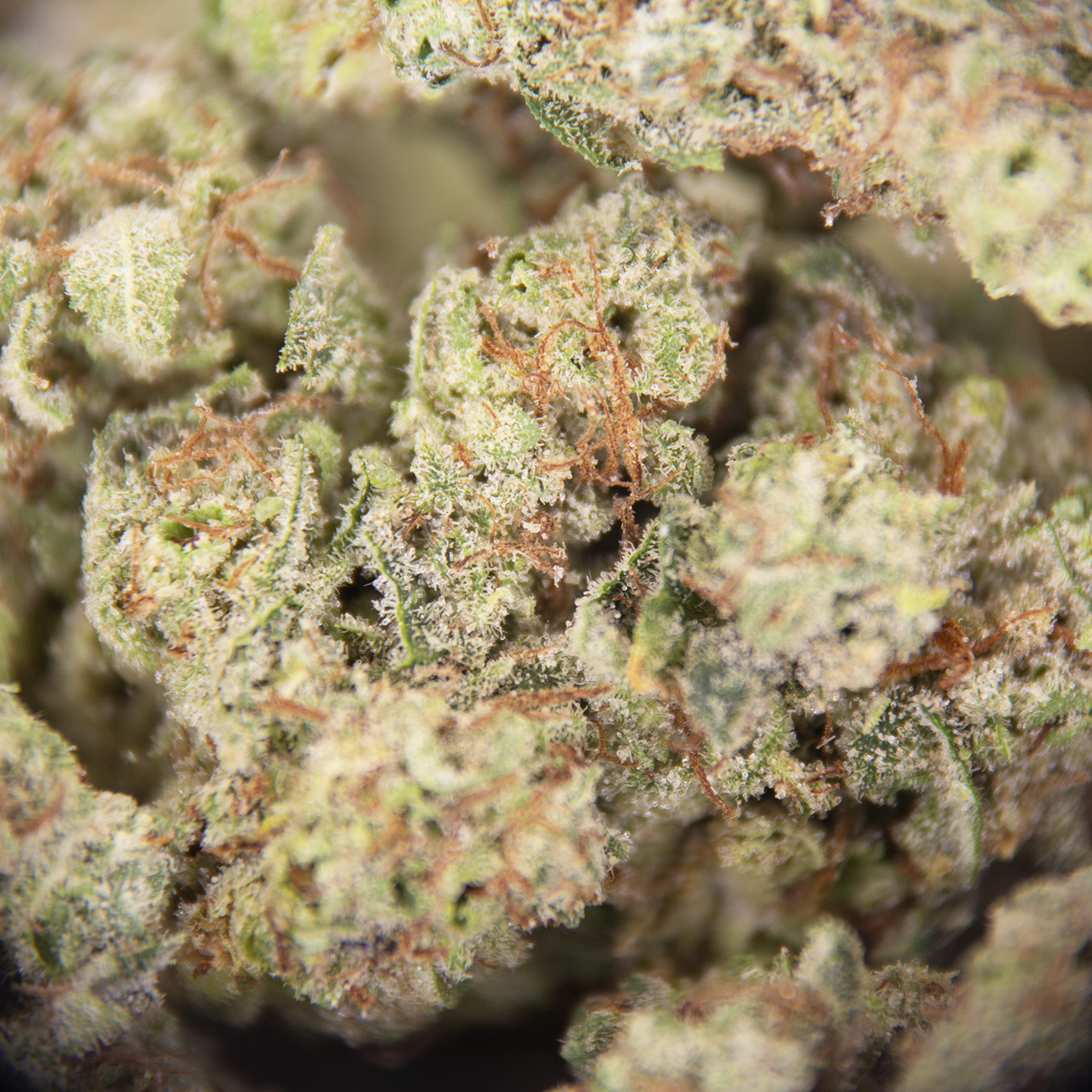 Goudaberry AA (mediums) - Image 2