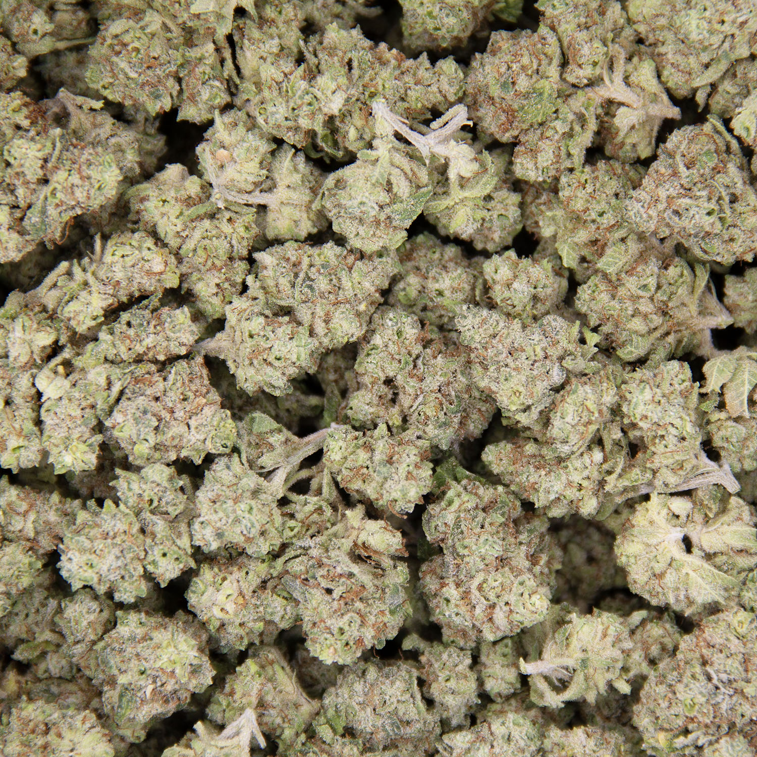 Goudaberry AA (mediums) - Image 3