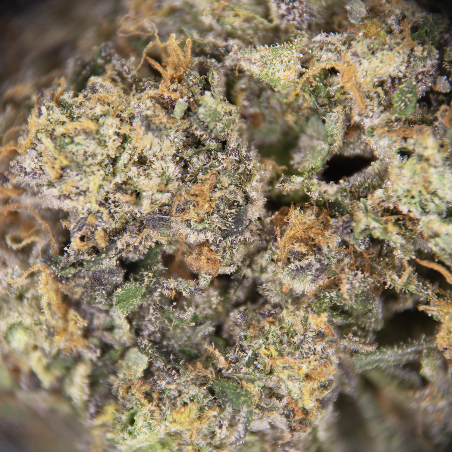 Gello Shotz AAA+ - Image 2