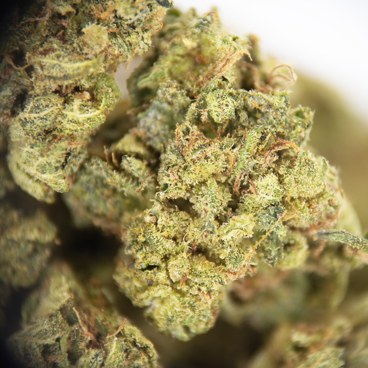 Red Haze AA (Popcorn) - Image 2