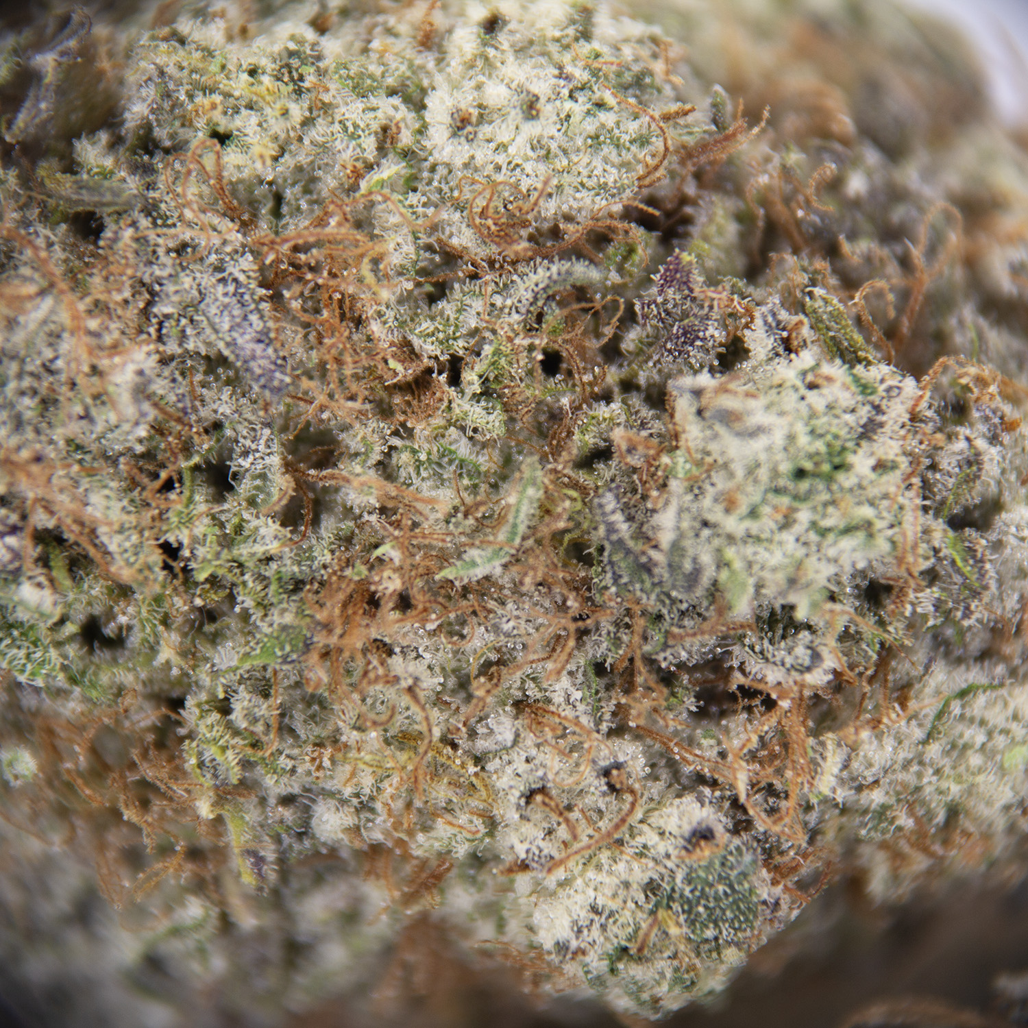 Blueberry Shortcake AAA - Image 3