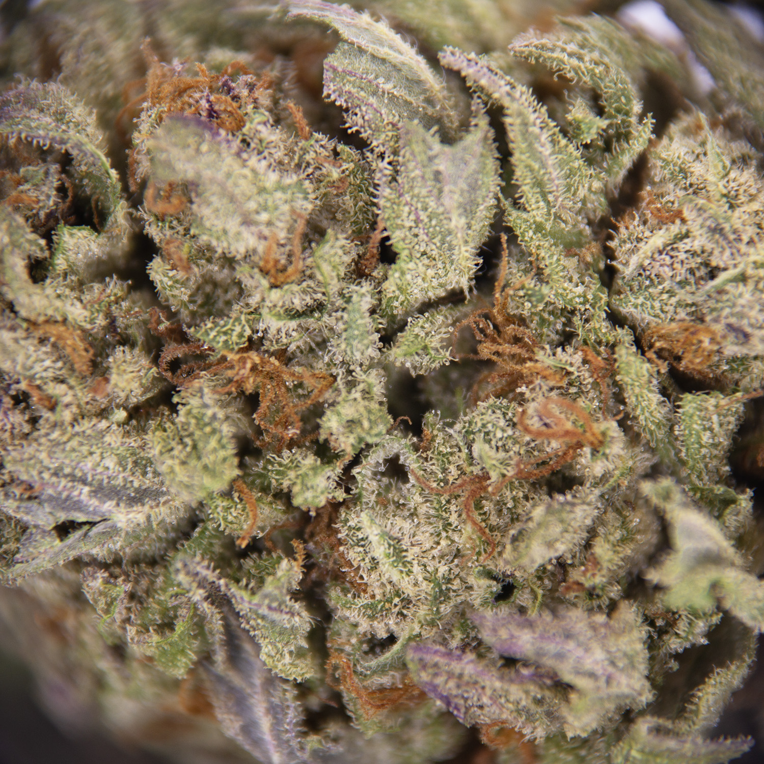 Juicy Fruit AA - Image 2