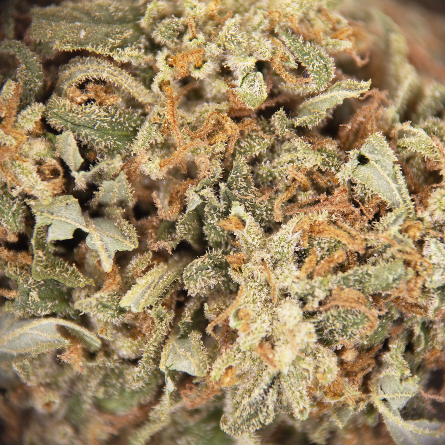 Super Mario AA - Image 2