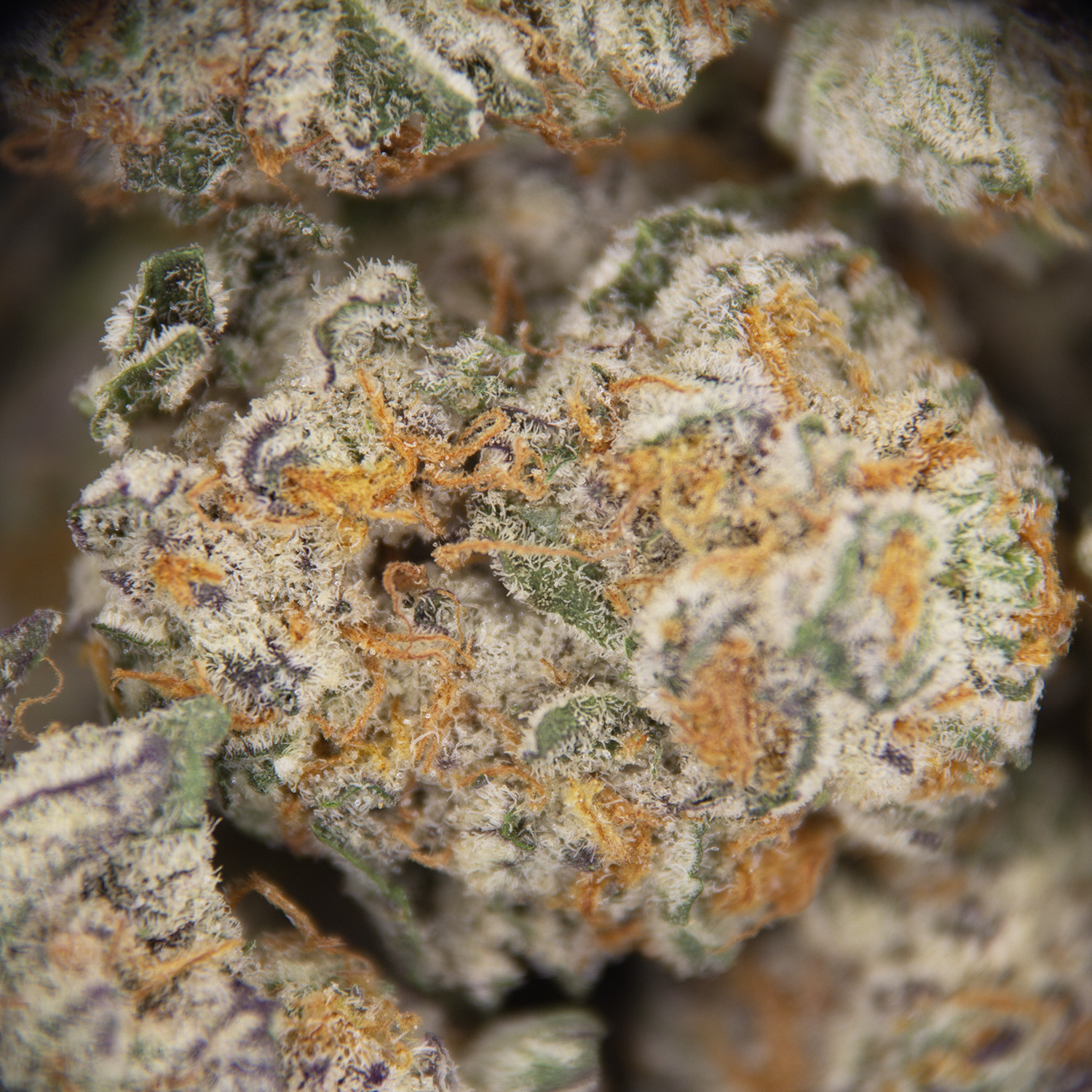 White 99 (smalls) AAA - Image 2