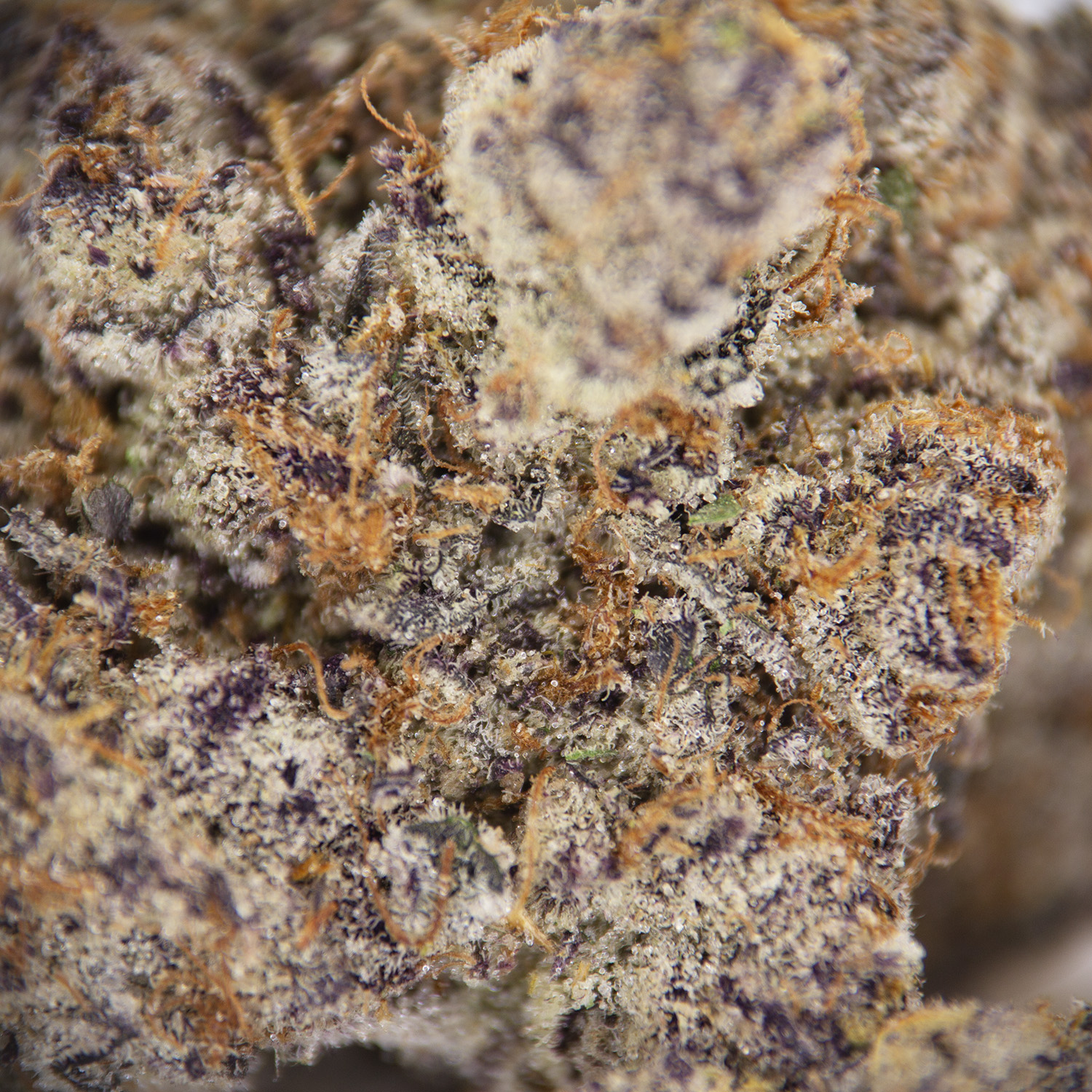 Candyland AAAA+ - Image 2