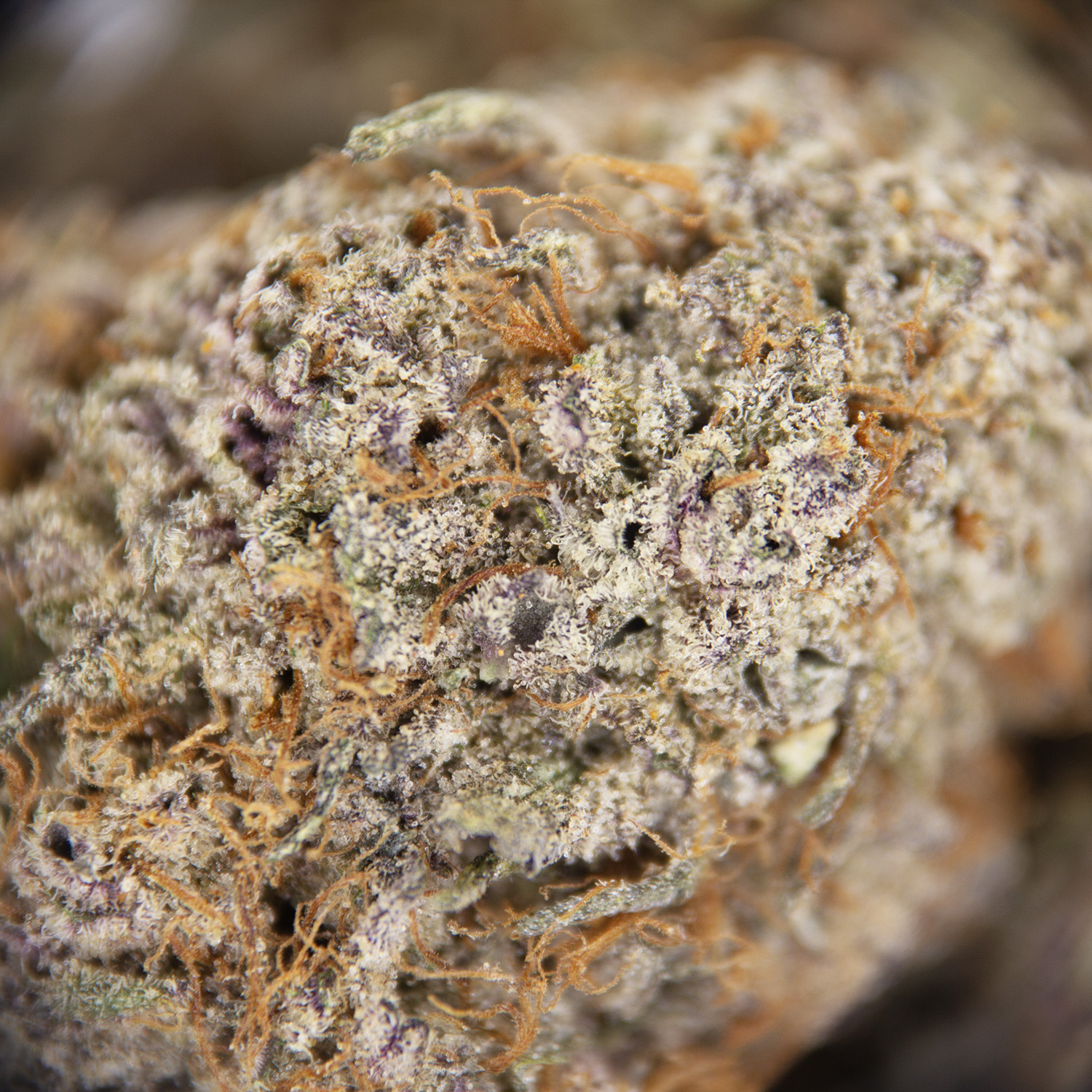 Gelato AAA- - Image 2