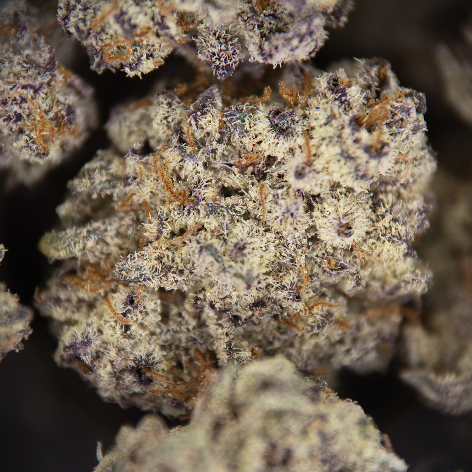 Mendo Breath (popcorn) AAA - Image 2