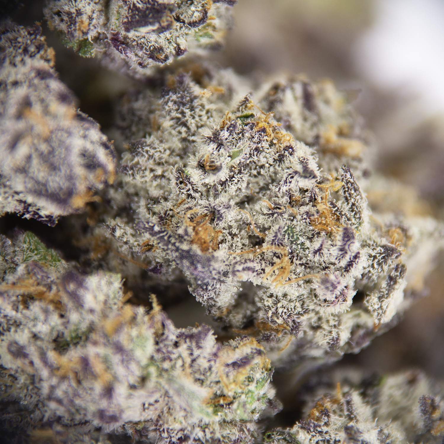 Platinum Gucci (smalls) AAAA - Image 2