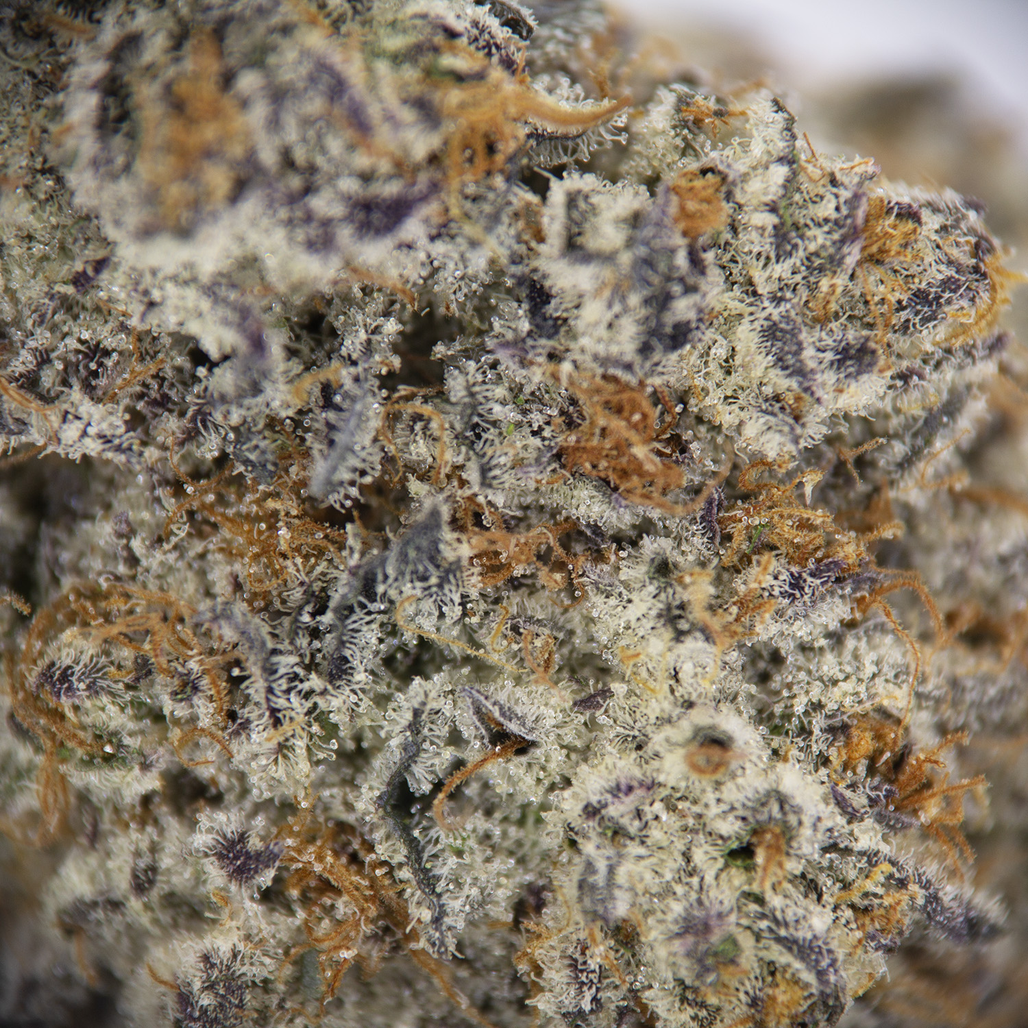 Snowcone AAAA+ - Image 2