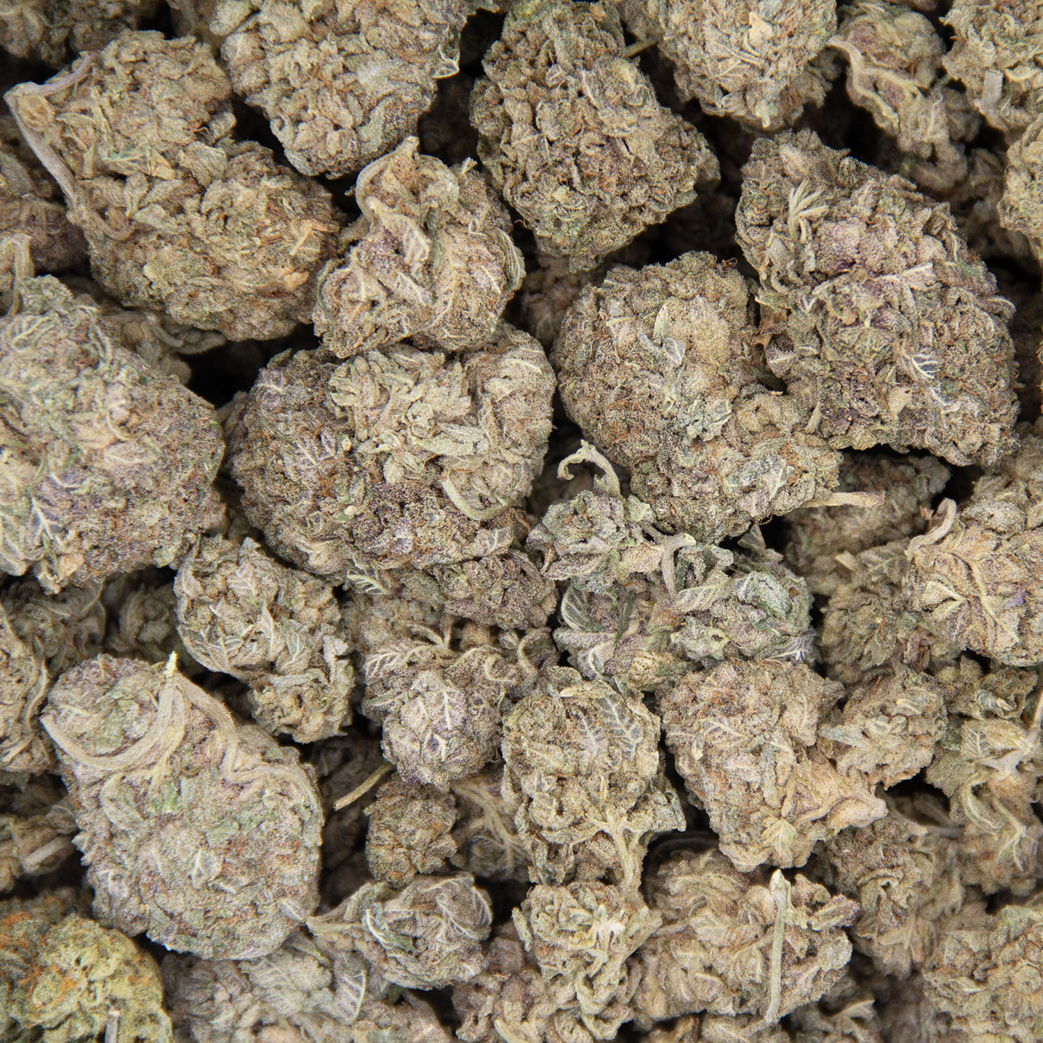 Hash Plant AA- - Image 3