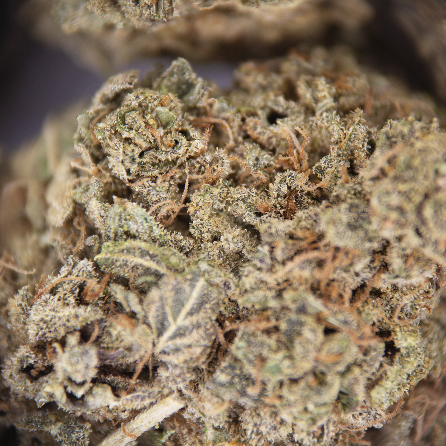 Hash Plant AA- - Image 2