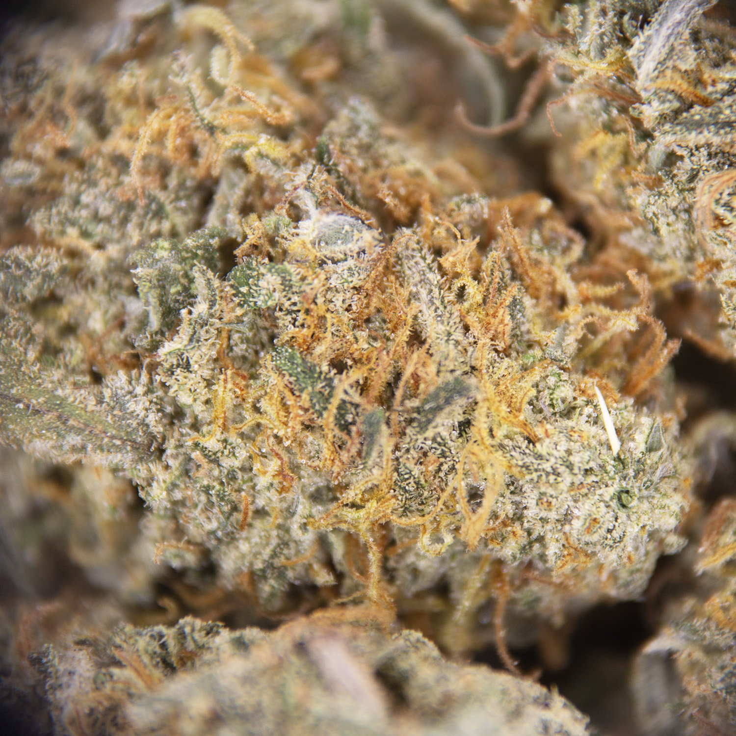 Kosher Kush (mediums) AA - Image 2