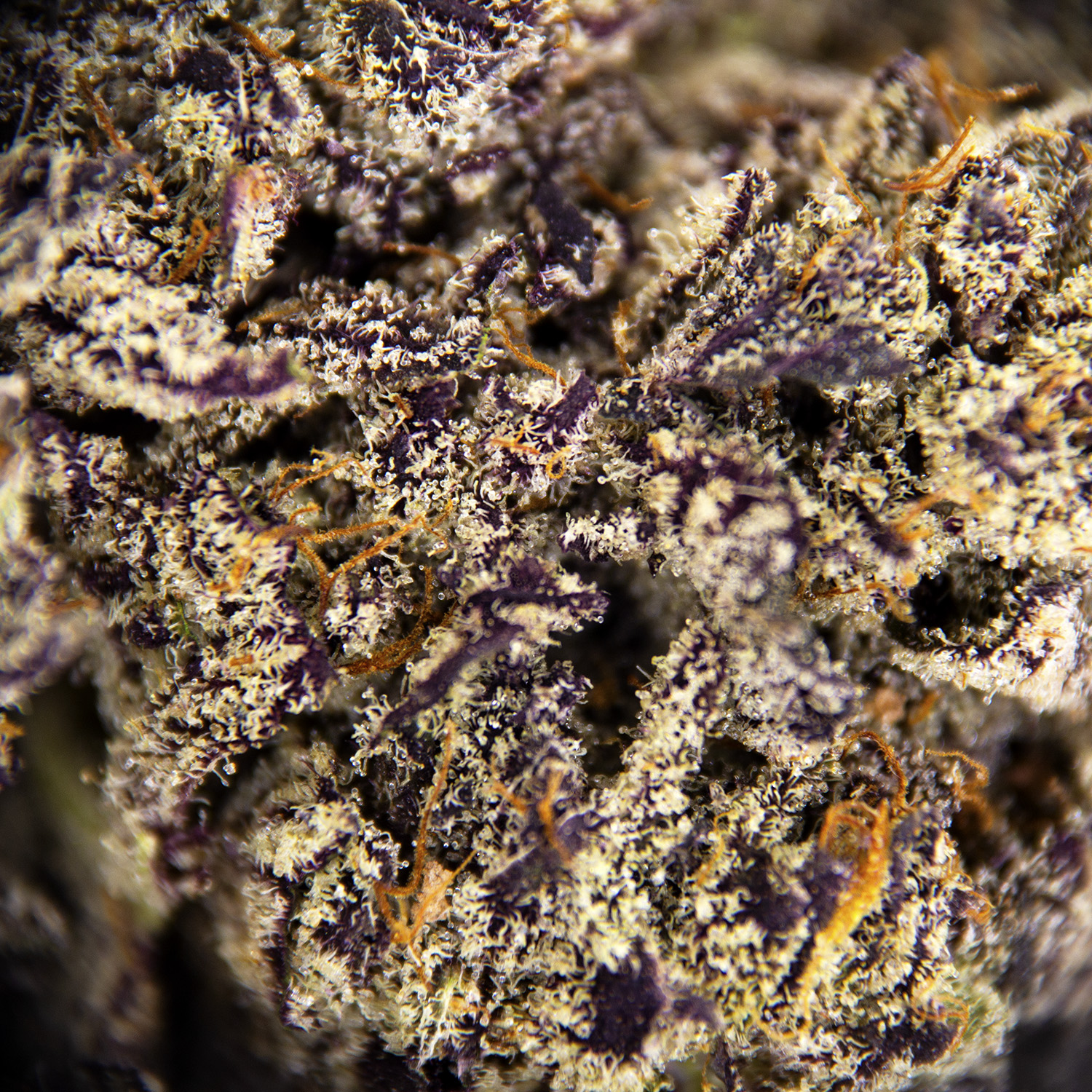 Detroit Diesel AAAA - Image 2