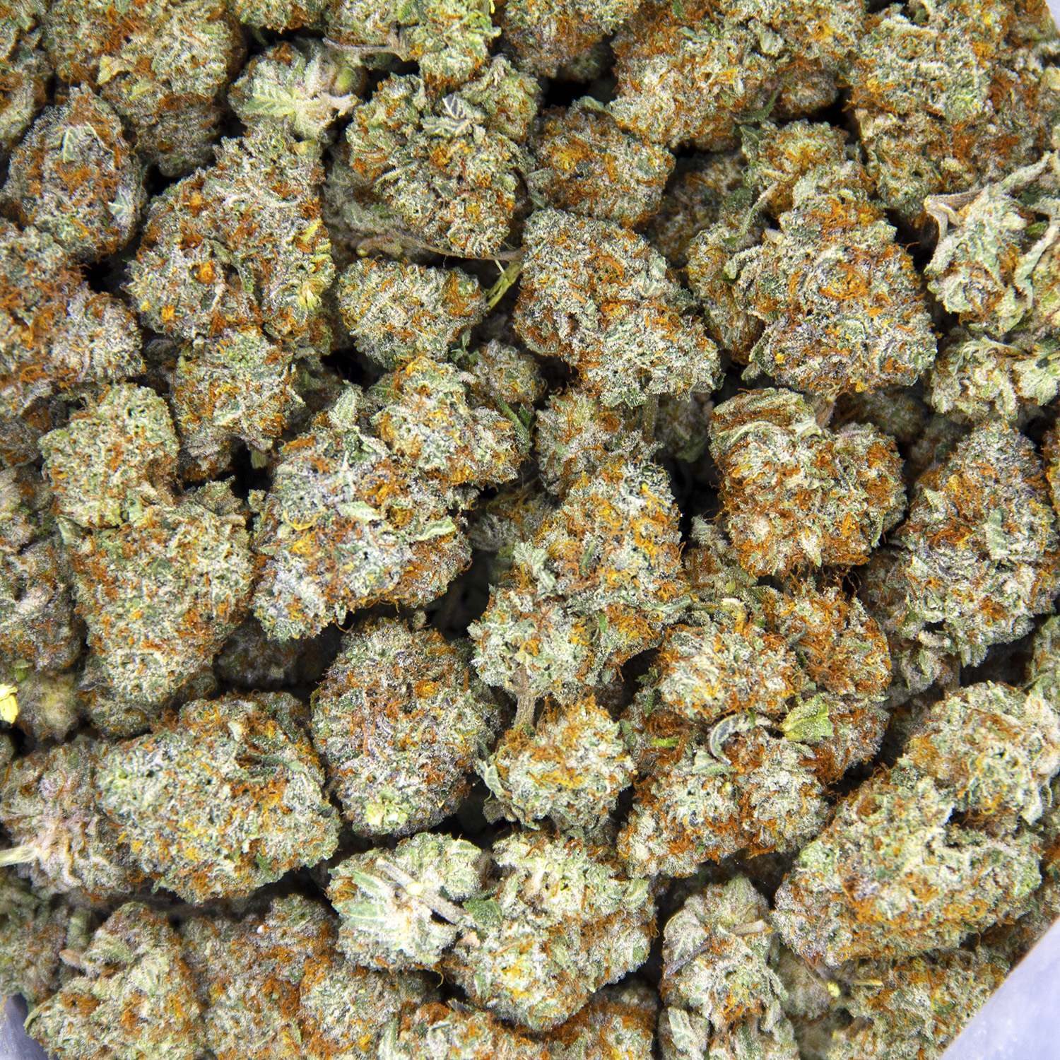 Scout Master (mediums) AAA - Image 3