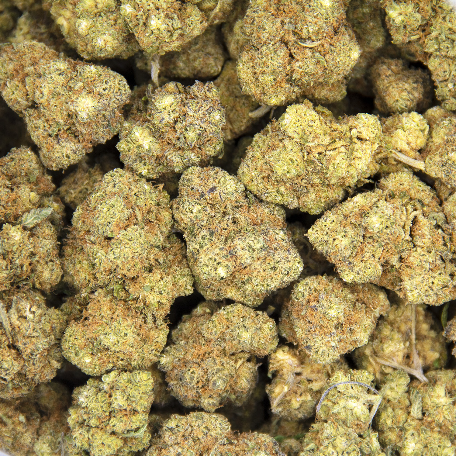 Vortex AA+ - Image 3