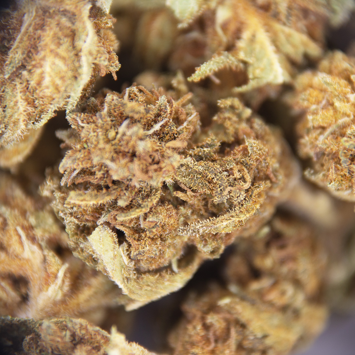 Woody OG (Popcorn) AA- - Image 2