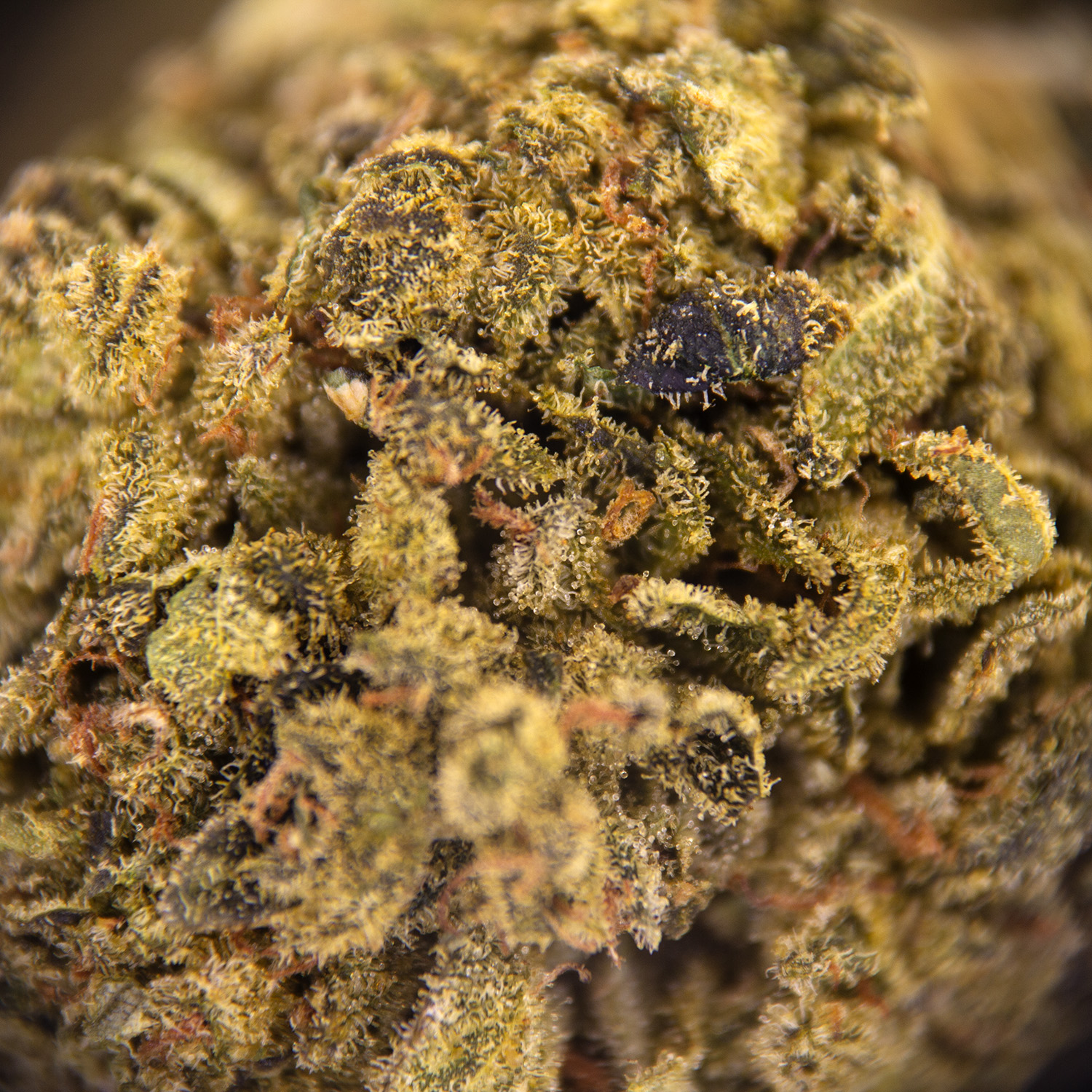 Lemon Skunk AA - Image 3