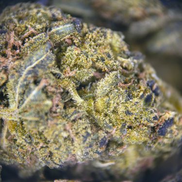 Alternative view of Orange Bud (mediums) AA