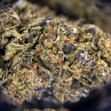 Alternative view of Sour Cheese AA