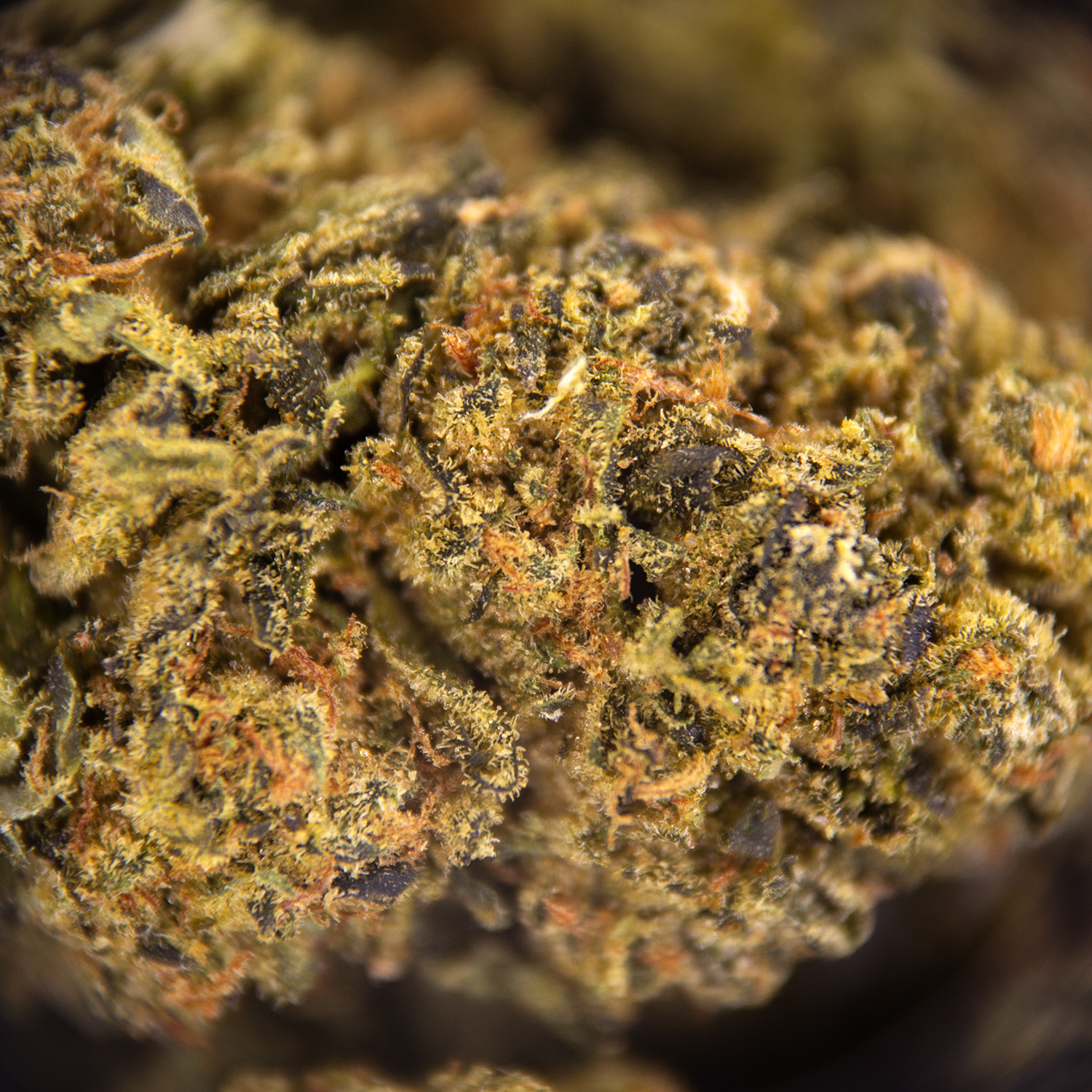Sour Cheese AA - Image 3