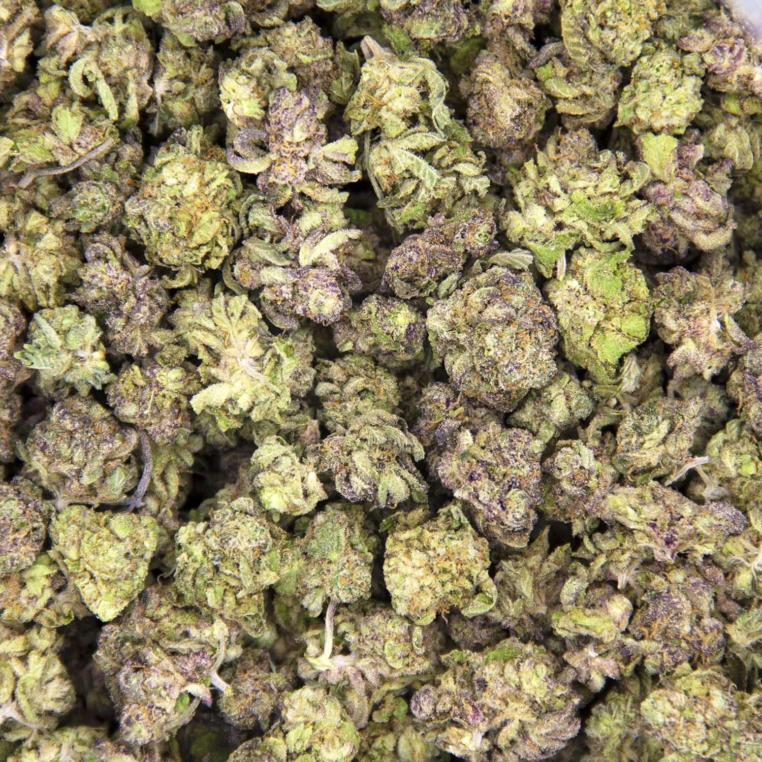 Blue Cheese (smalls) AAA- - Image 3