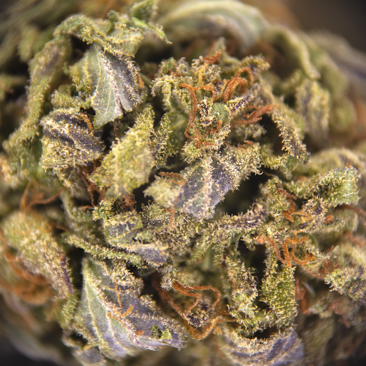 Apricot Haze AA - Image 3