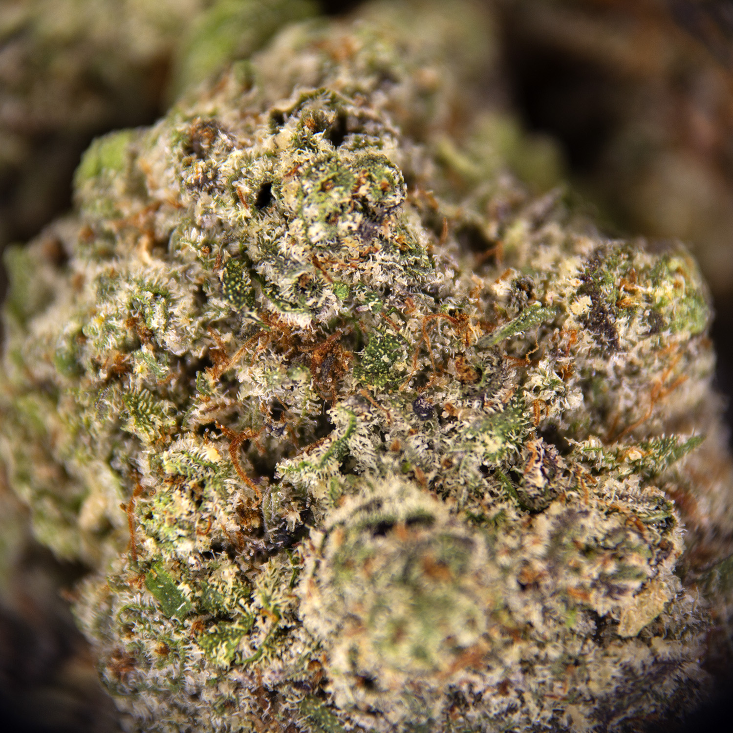 Head Cheese AAA - Image 3