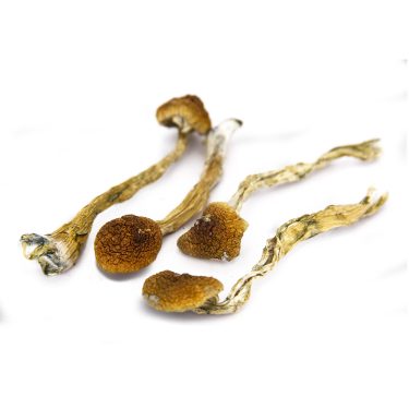 Skinny Golden Teacher