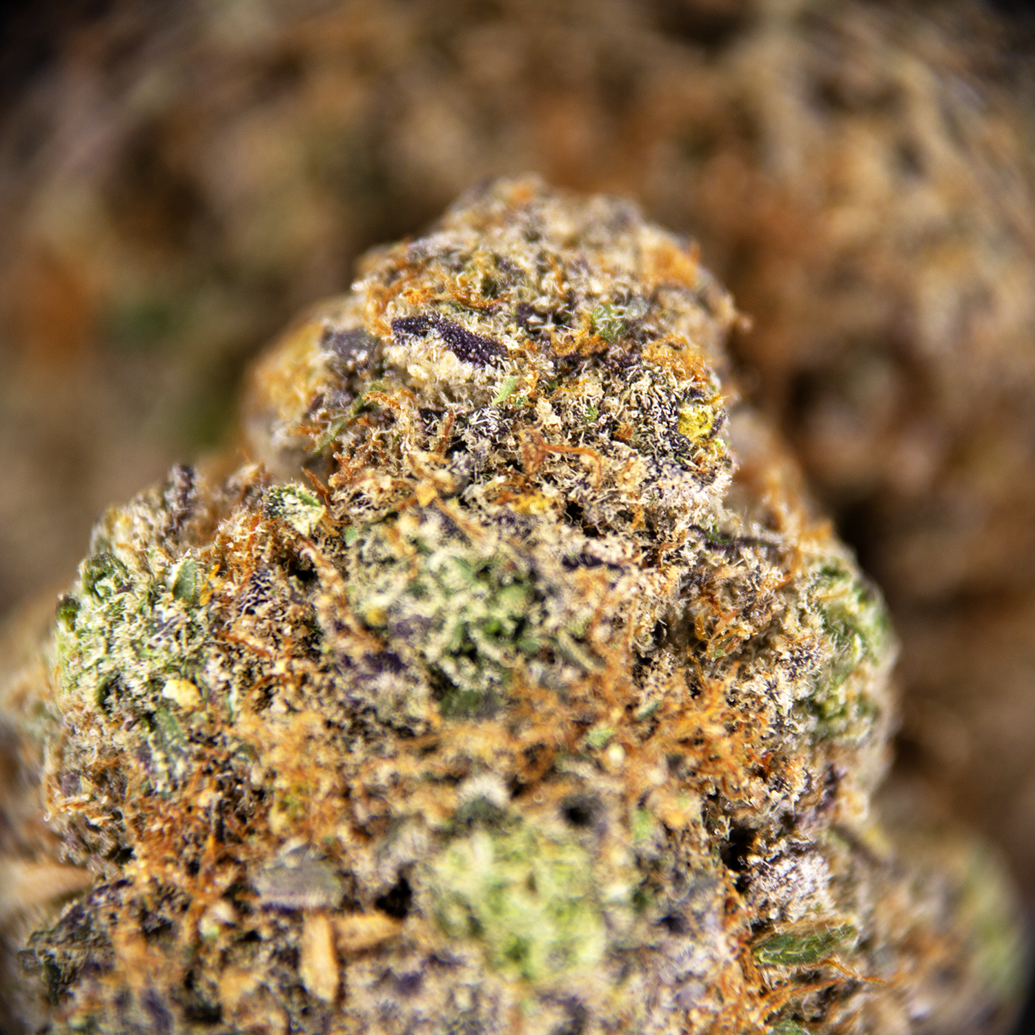 Bahama Mama AAA+ - Image 3