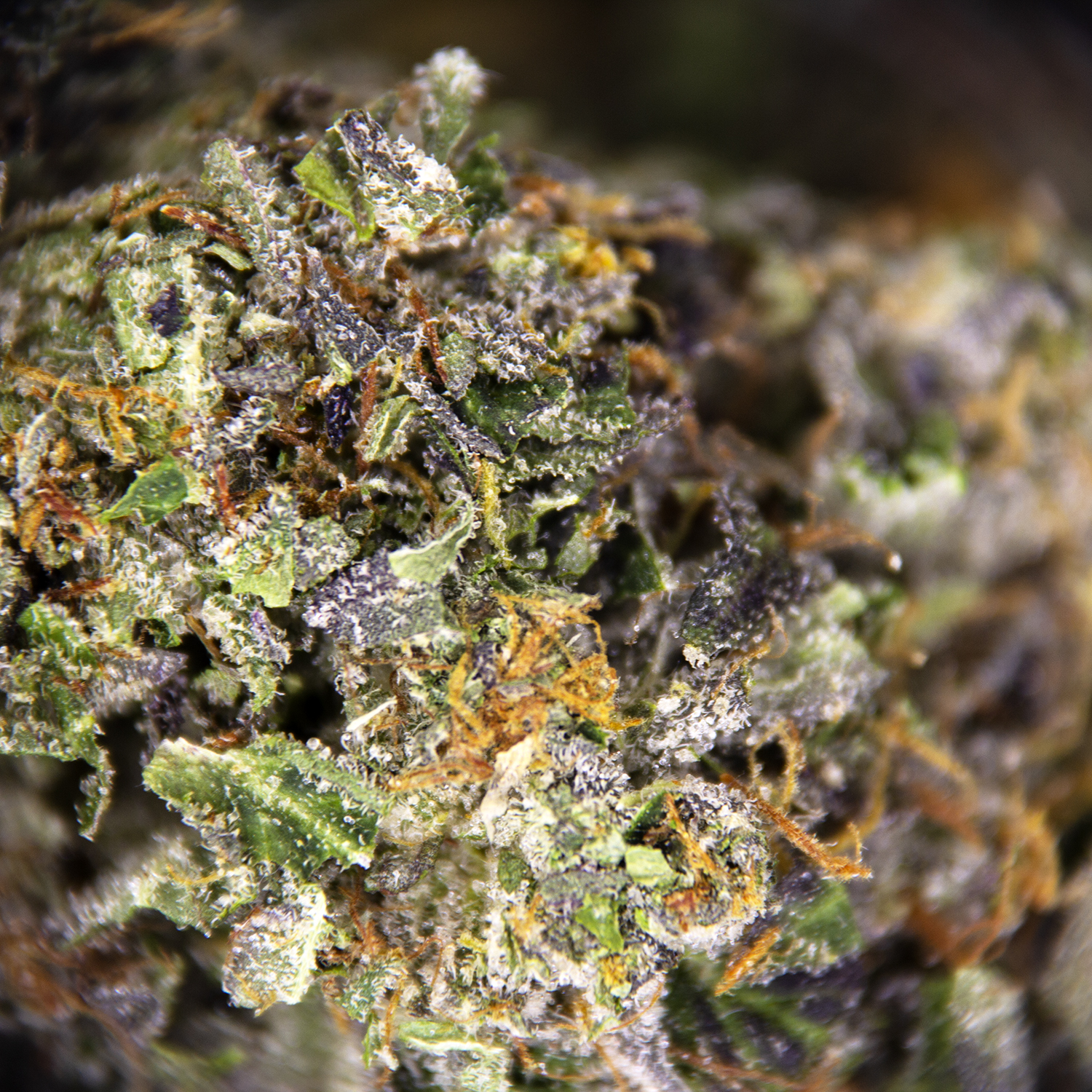 Black Tuna AAA - Image 3